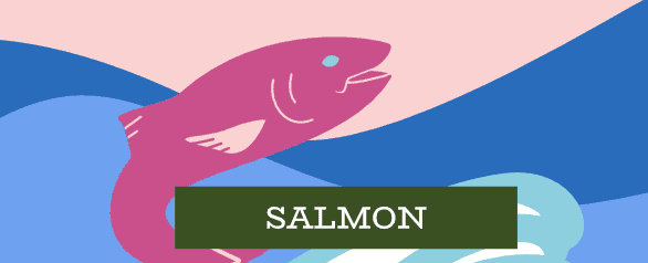 Salmon Dog Food