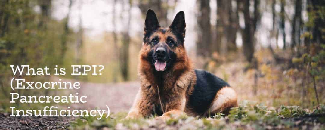 what causes epi in dogs