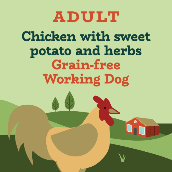 High protein grain free chicken and sweet potato working dog food